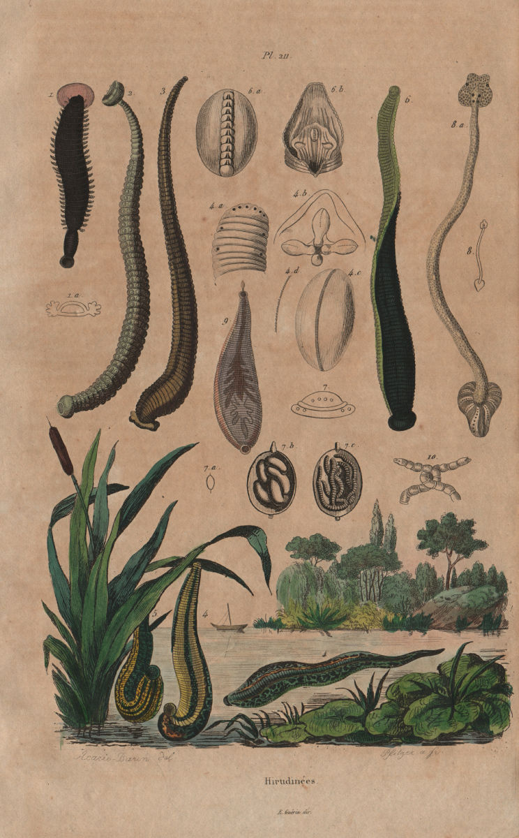 LEECHES. Hirudinées. Annelids. Worms 1833 old antique vintage print picture
